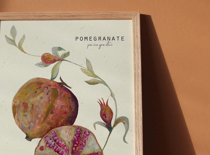 Vintage style fruit illustration, sliced pomegranate botanical print image 5