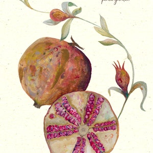 Pomegranate botanical illustration, sliced pomegranate fine art print image 3