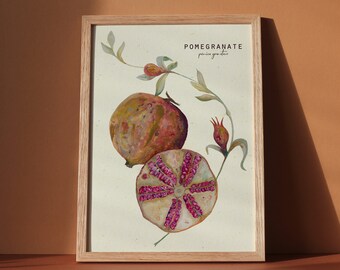 Pomegranate botanical illustration, sliced pomegranate fine art print