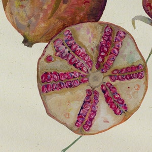 Vintage style fruit illustration, sliced pomegranate botanical print image 4