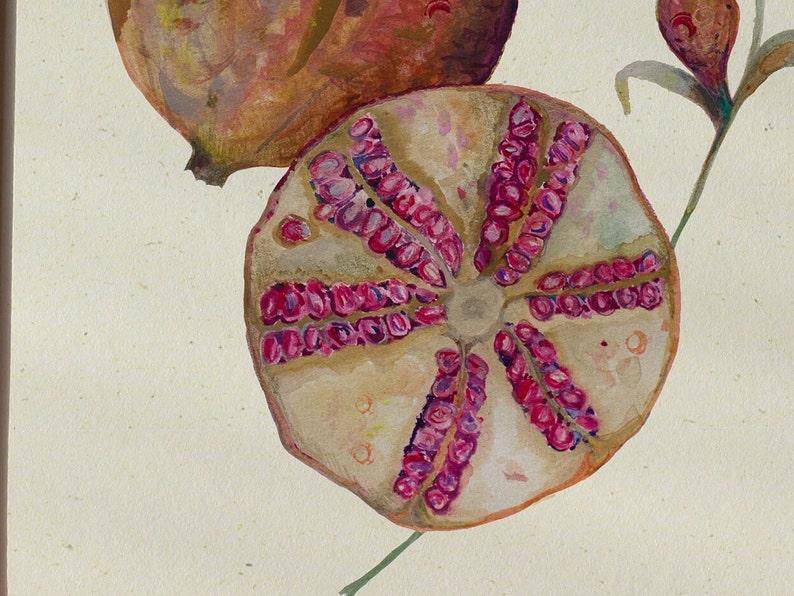 Vintage style fruit illustration, sliced pomegranate botanical print image 4