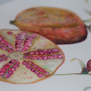 Pomegranate botanical illustration, sliced pomegranate fine art print image 2