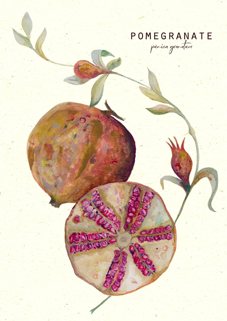 Vintage style fruit illustration, sliced pomegranate botanical print image 1