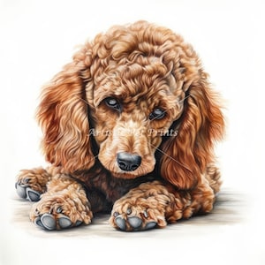 Brown Poodle Clipart - 10 High Quality Watercolor JPG's - Digital Download! Wall Art, Canvas Art, Painting, Card Making, Mugs, Coasters