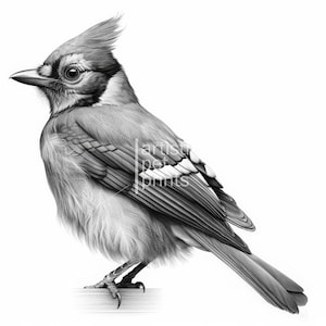May include: A detailed grayscale illustration of a Blue Jay bird. The bird is perched, showcasing its distinctive crest, detailed feathers, and sharp beak. The image has a realistic style, with shading that gives depth and texture.