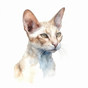 Javanese Cat Clipart - 10 High Quality Watercolor JPG&#39;s - Digital Download! Wall Art, Canvas Art, Painting, Card Making, Mugs, Etc