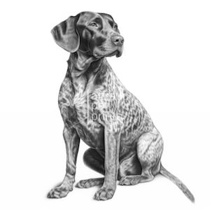 May include: A detailed pencil drawing of a German Shorthaired Pointer dog in a seated position, facing slightly to the side. The dog has a speckled coat of black and white, with a focused expression. The artwork is set against a plain white background.