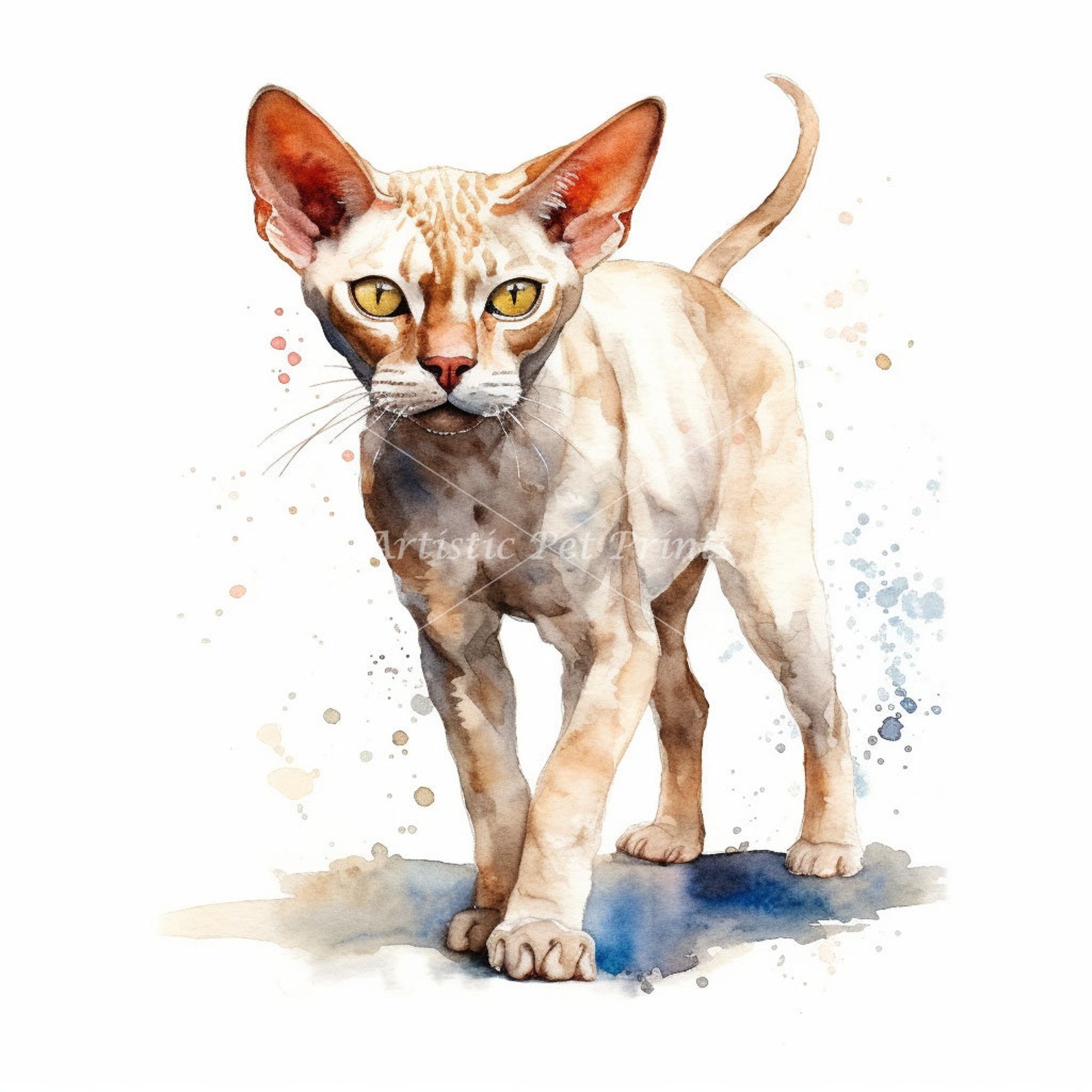 Devon Rex Clipart - 10 High Quality Watercolor Jpg's - Digital Download ...