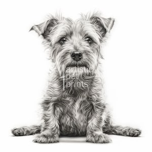 May include: A detailed pencil drawing of a terrier dog sitting with its legs spread. The dog has a shaggy coat, floppy ears, and a focused gaze. The text "artistic pet prints" is visible on the image.
