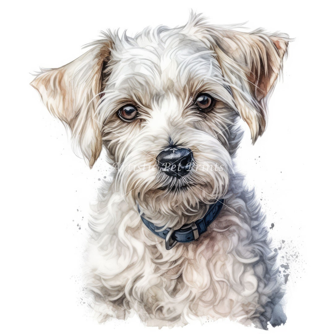 White Jackapoo Clipart - 10 High Quality Watercolor Jpg's - Digital ...