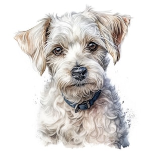 May include: A white and brown dog with curly fur, looking directly at the camera. The dog is wearing a blue collar.