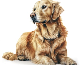 May include: A golden retriever dog with long, flowing fur. The dog is lying down with its head turned to the side, looking off to the left. The dog's fur is a light golden color and its eyes are brown.
