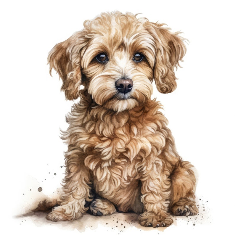 Golden Jackapoo Clipart - 10 High Quality Watercolor Jpg's - Digital ...
