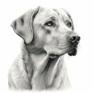 Labrador Sketch Drawings - 12 High Quality JPG's - Digital Download! Wall Art, Canvas Art, Painting, Card Making, Mugs, Coasters and More