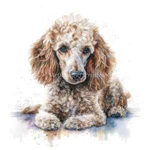 Poodle Clipart - 10 High Quality Watercolor JPG&#39;s - Digital Download! Wall Art, Canvas Art, Painting, Card Making, Mugs, Coasters