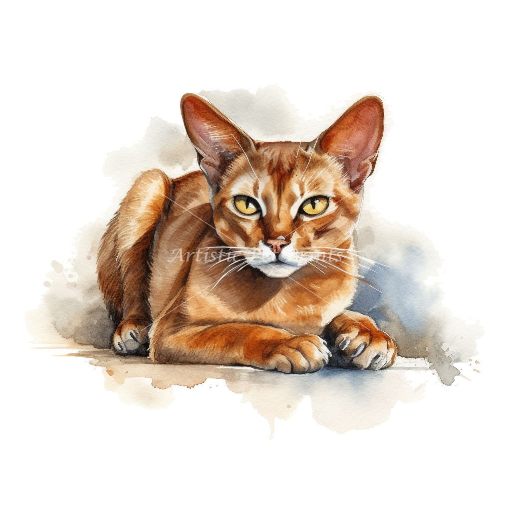Abyssinian Clipart - 10 High Quality Watercolor Jpg's - Digital ...