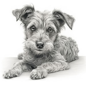 Jackapoo Sketch Drawings - 10 High Quality JPG's - Digital Download! Wall Art, Canvas Art, Painting, Card Making, Mugs, Coasters