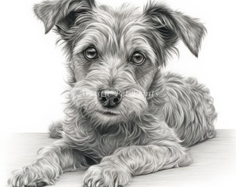 Jackapoo Sketch Drawings - 10 High Quality JPG's - Digital Download! Wall Art, Canvas Art, Painting, Card Making, Mugs, Coasters