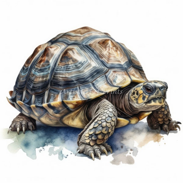 Russian Tortoise Clipart - 10 High Quality Watercolor JPG's - Digital Download! Wall Art, Canvas Art, Painting, Card Making, Mugs, Coasters