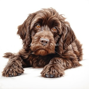 May include: A brown and white dog with curly fur is lying down on a white background. The dog has a serious expression on its face and is looking directly at the viewer.