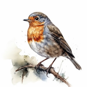 Robin Clipart - 10 High Quality Watercolor JPG's - Digital Download! Wall Art, Canvas Art, Painting, Card Making, Mugs, Coasters