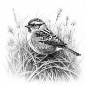 May include: A detailed pencil drawing of a small bird perched in tall grass. The bird has a striped head and detailed feather patterns. The artwork is in grayscale, with the text "artistic pet prints" visible.