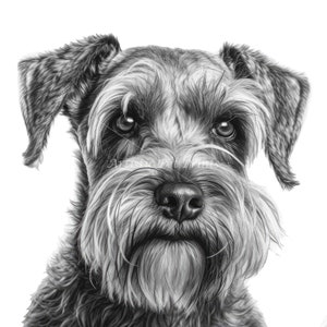 Schnauzer Sketch Drawings - 10 High Quality JPG's - Digital Download! Wall Art, Canvas Art, Painting, Card Making, Mugs, Coasters