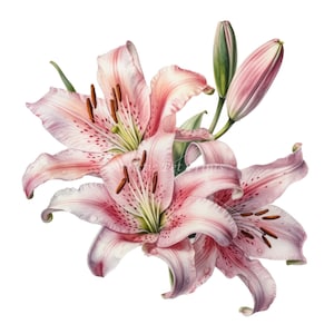 Lily Clipart - 10 High Quality Watercolor JPG's - Digital Download! Wall Art, Canvas Art, Painting, Card Making, Mugs, Coasters, Crafting