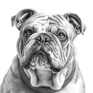 Bulldog Sketch Drawings - 10 High Quality JPG's - Digital Download! Wall Art, Canvas Art, Painting, Card Making, Mugs, Coasters
