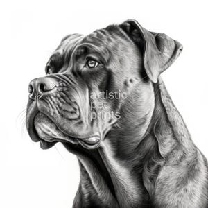 Könnte beinhalten: Schwarz-Weiß-Porträt eines Cane Corso-Hundes, das seine muskulöse Statur und seinen fokussierten Blick zeigt. Der Text "artistic pet prints" ist im Bild enthalten.