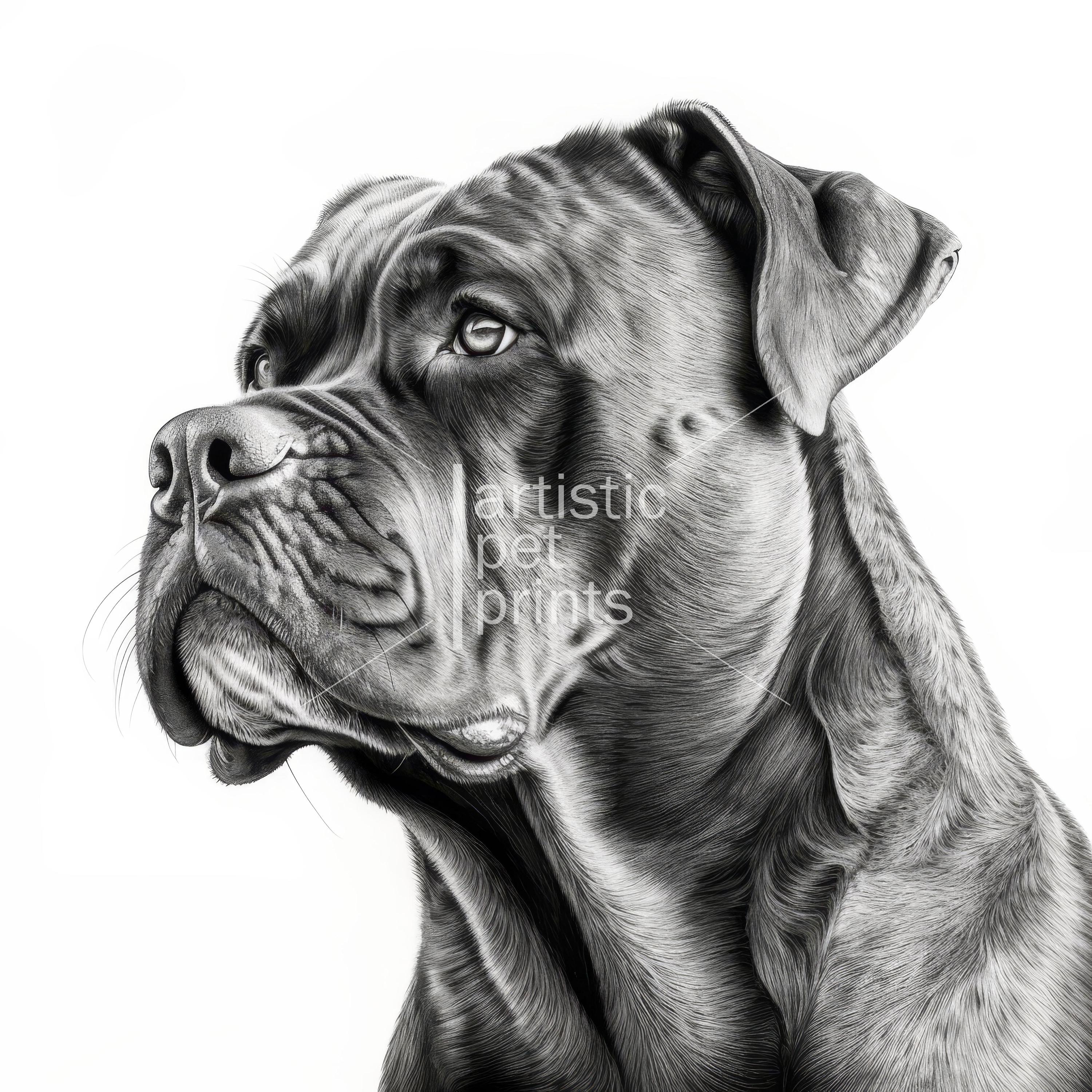 Cane Corso Clipart Pencil Sketch Drawing, Italian Mastiff Sketch