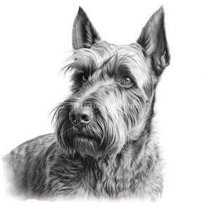 Scottish Terrier Sketch Drawings - 10 High Quality JPG's - Digital Download! Wall Art, Canvas Art, Painting, Card Making, Mugs, Coasters