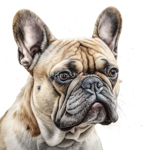 Französische Bulldogge Clipart - 10 hochwertige Aquarell-JPGs - Digitaler Download! Wandkunst, Leinwandkunst, Malerei, Kartenherstellung, Tassen, Untersetzer