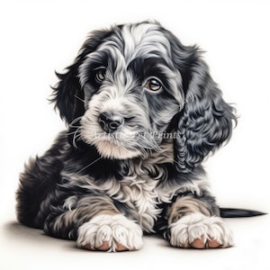 May include: A black and white puppy with brown eyes, lying on a white background. The puppy has a fluffy coat and is looking to the left of the image.