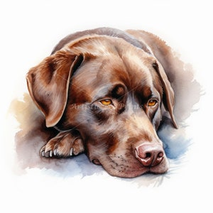 Chocolate Labrador Clipart - 10 High Quality Watercolor JPG's - Digital Download! Wall Art, Canvas Art, Painting, Card Making, Mugs, Etc image 6