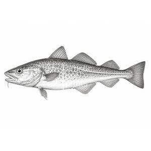 May include: Detailed black and white illustration of a codfish. The fish is depicted in profile, showcasing its fins, scales, and barbels. The artwork highlights the fish's natural form and texture against a white background.