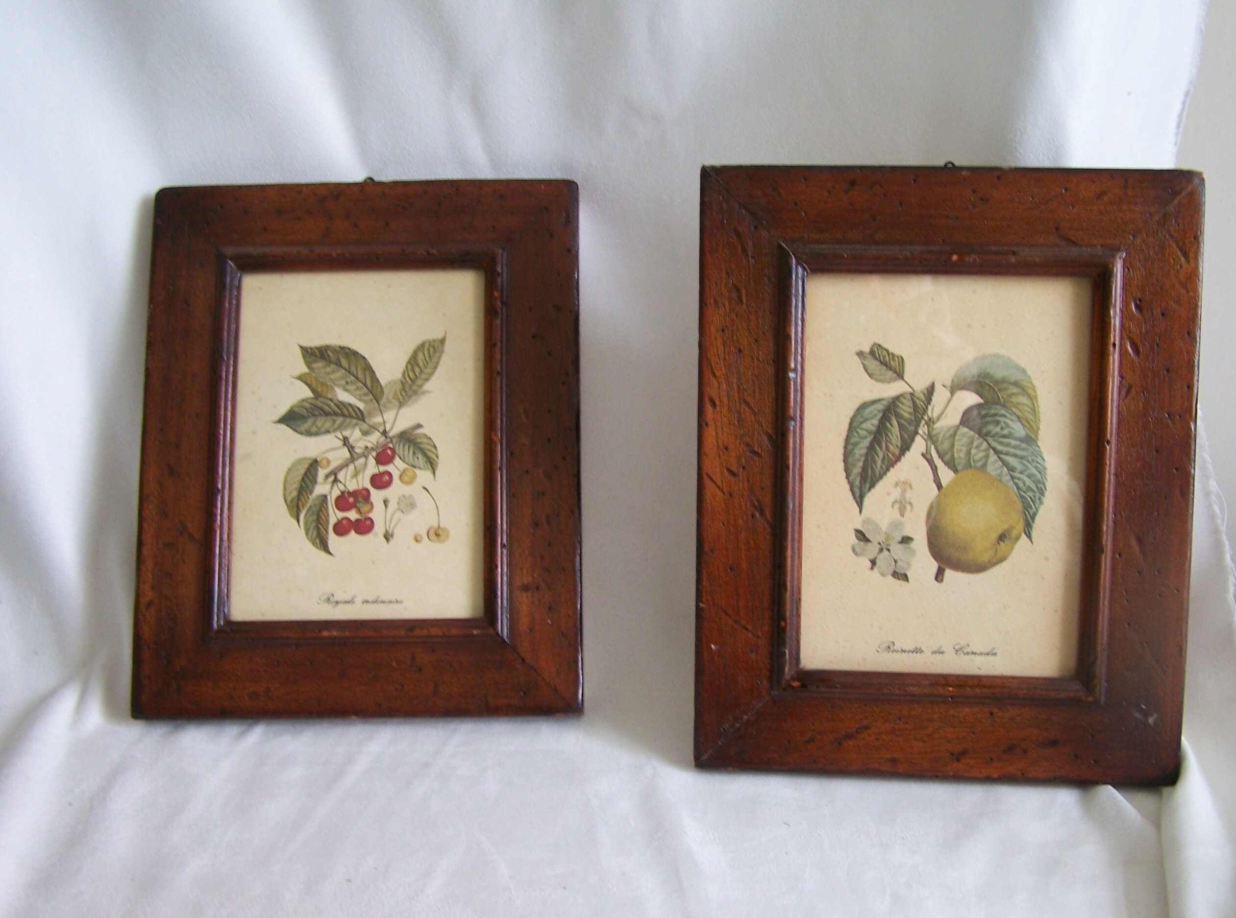 2 Tableaux Reproduction Planche Fruits Cerise Royale Ordinaire Pomme Reinette Du Canada Encadré Sous