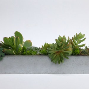Window Sill Concrete Planter