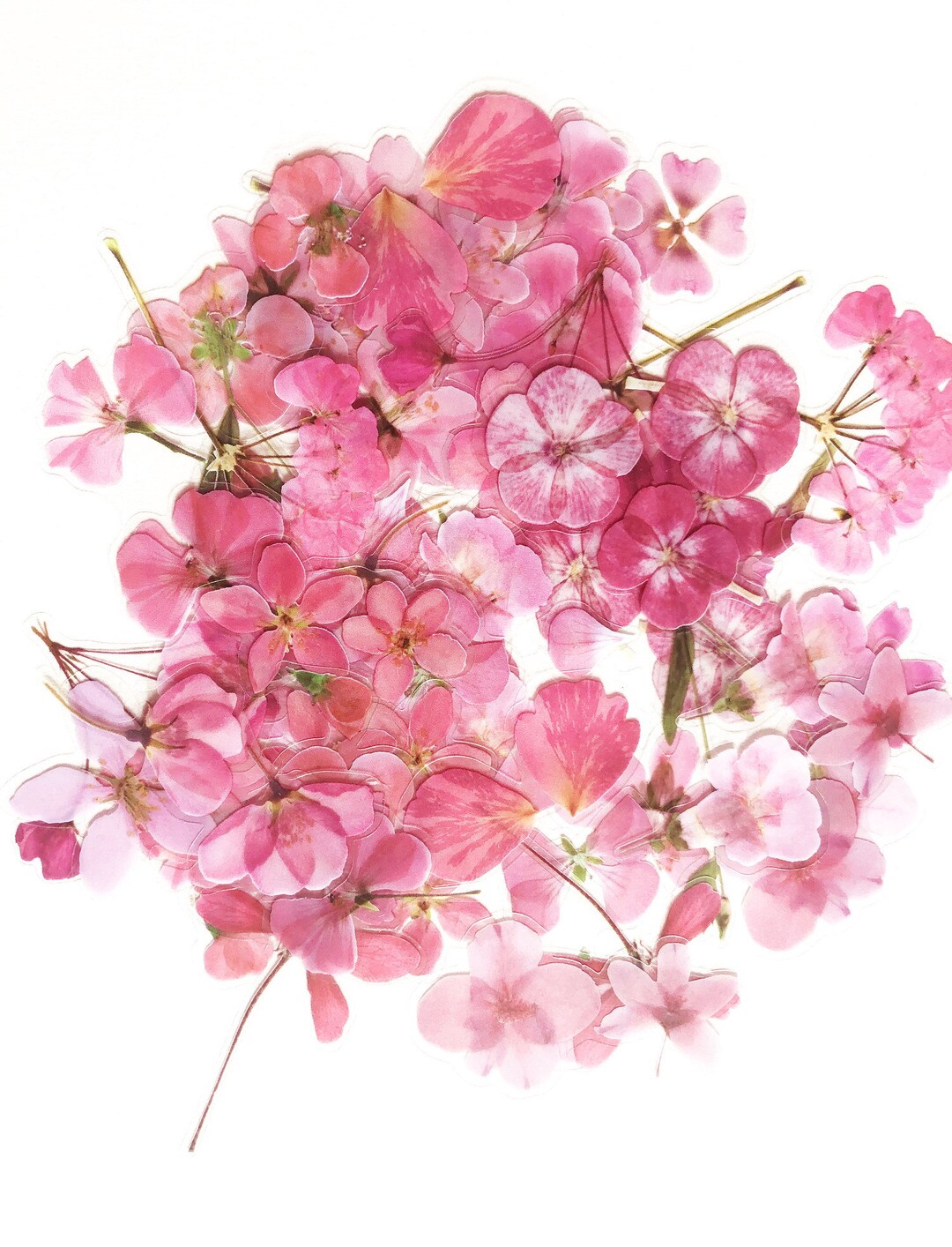 40 Pcs Pink Dried Flowers Clear Pvc Sticker Floral Sticker Etsy 日本 40 Pcs Pink Dried Flowers Clear Pvc Sticker Floral Sticker Etsy 日本