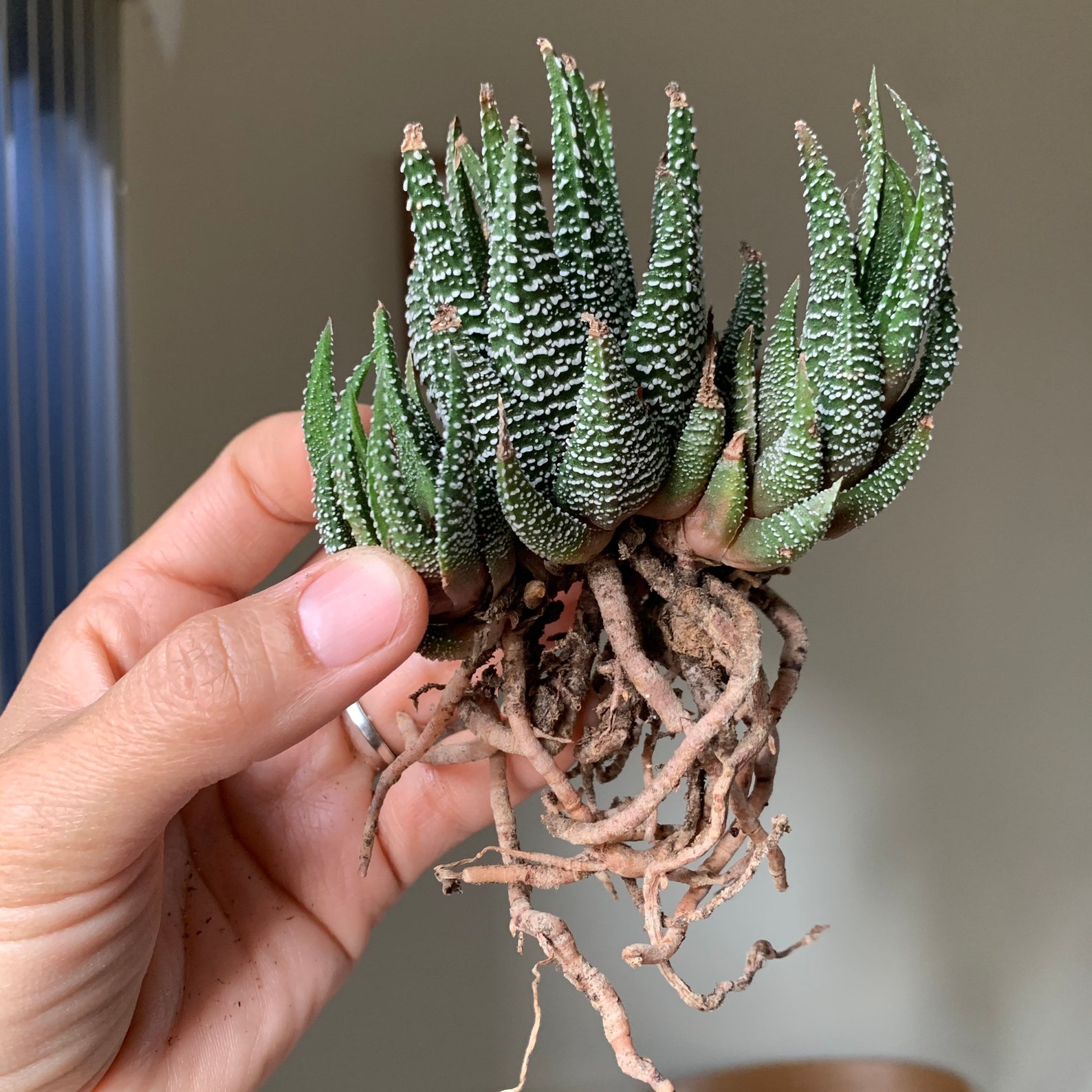 haworthia concolor