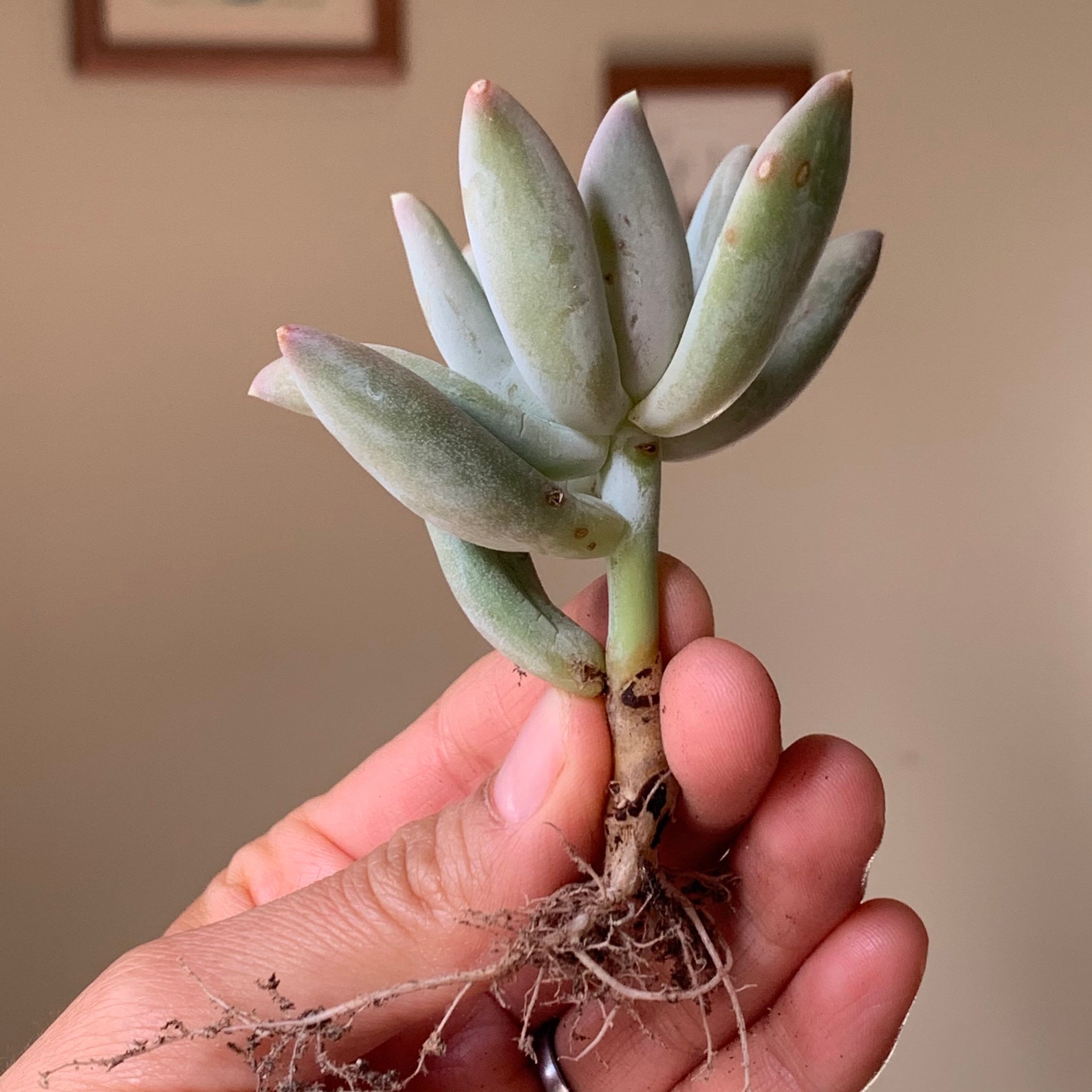 Pachyphytum Moon Silver Succulent Plant | Etsy