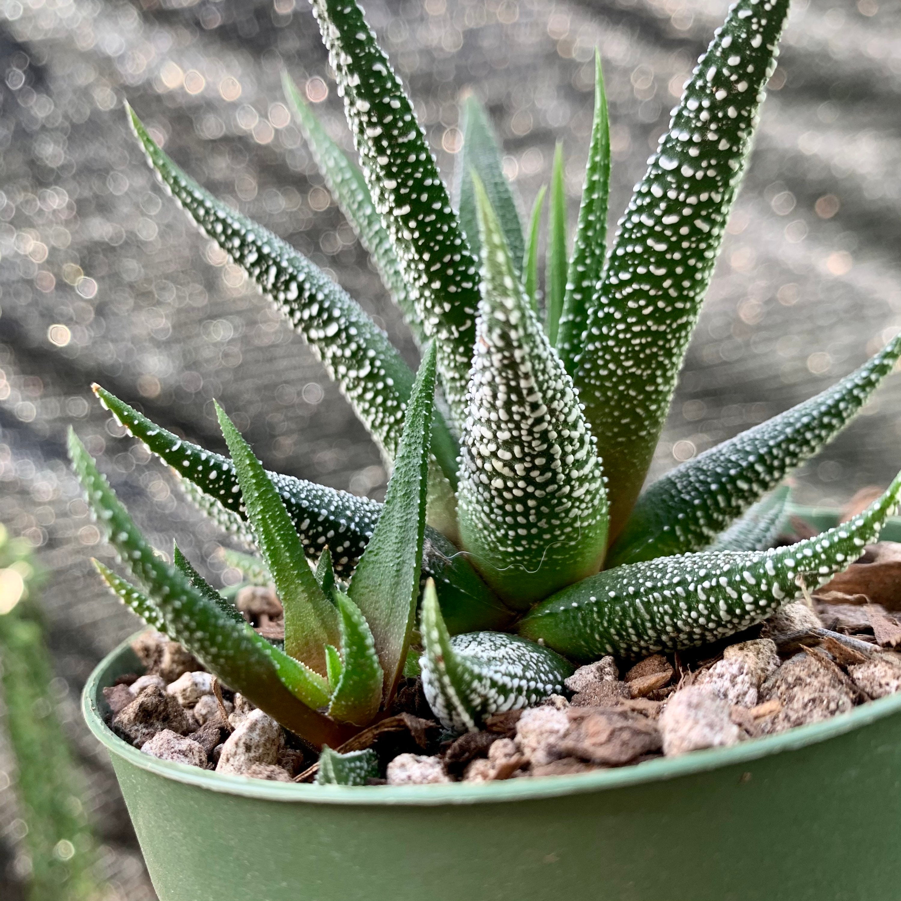 Free Hand Embroidery Supplies Australia PDF