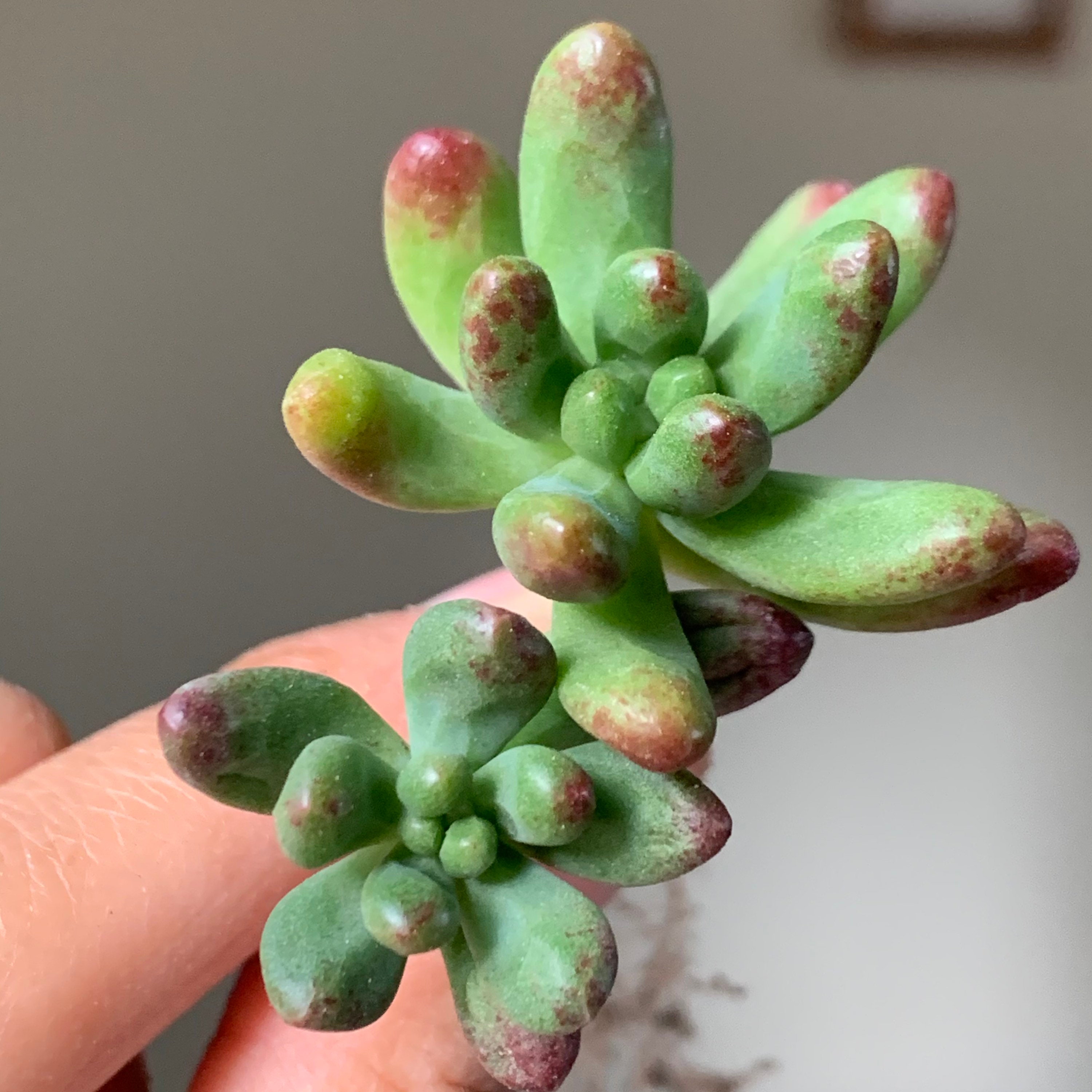 Sedum Pachyphyllum Salsa Succulent Plant | Etsy