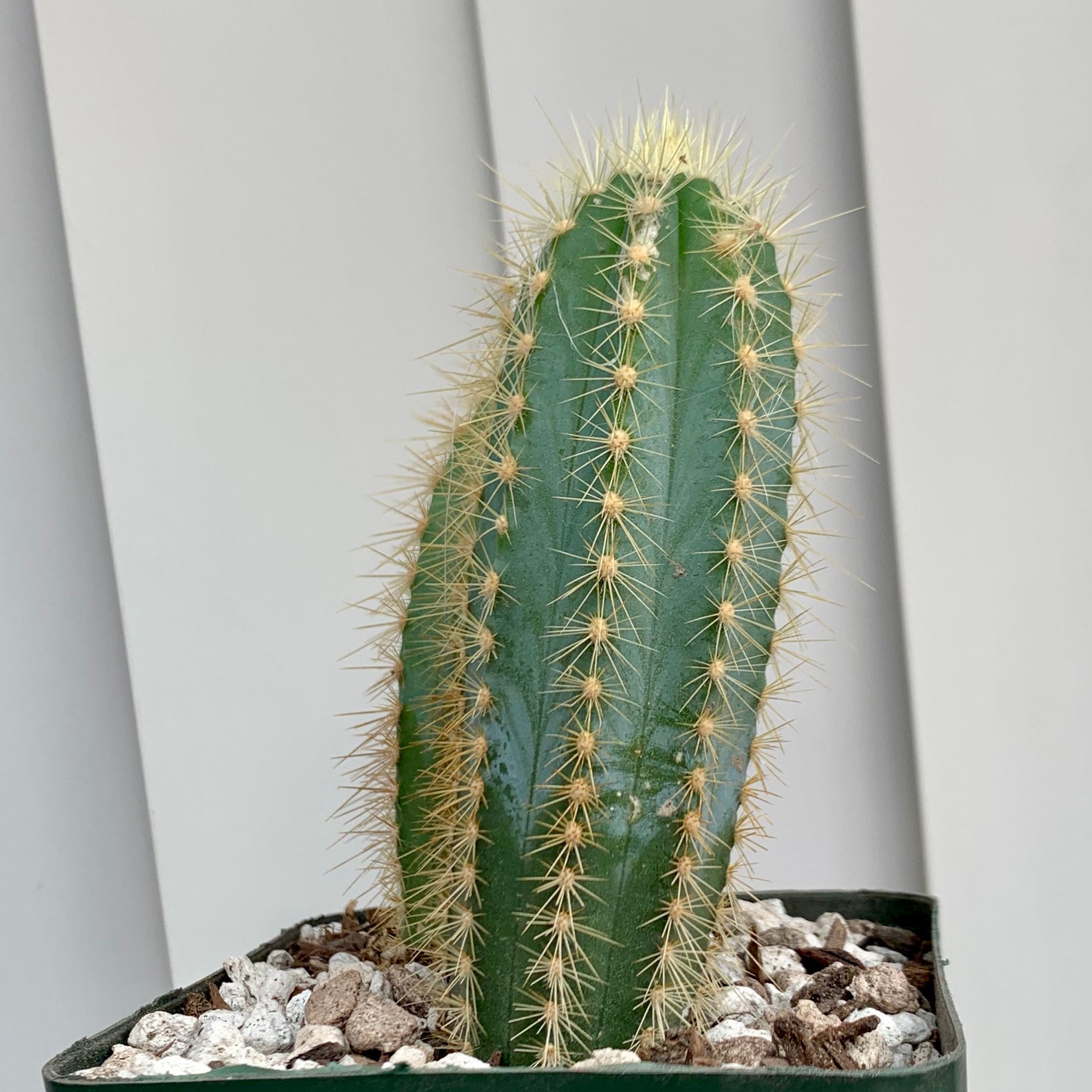 Pilocereus Azureus 'Blue Torch/Columnar Cactus' Duo | Etsy