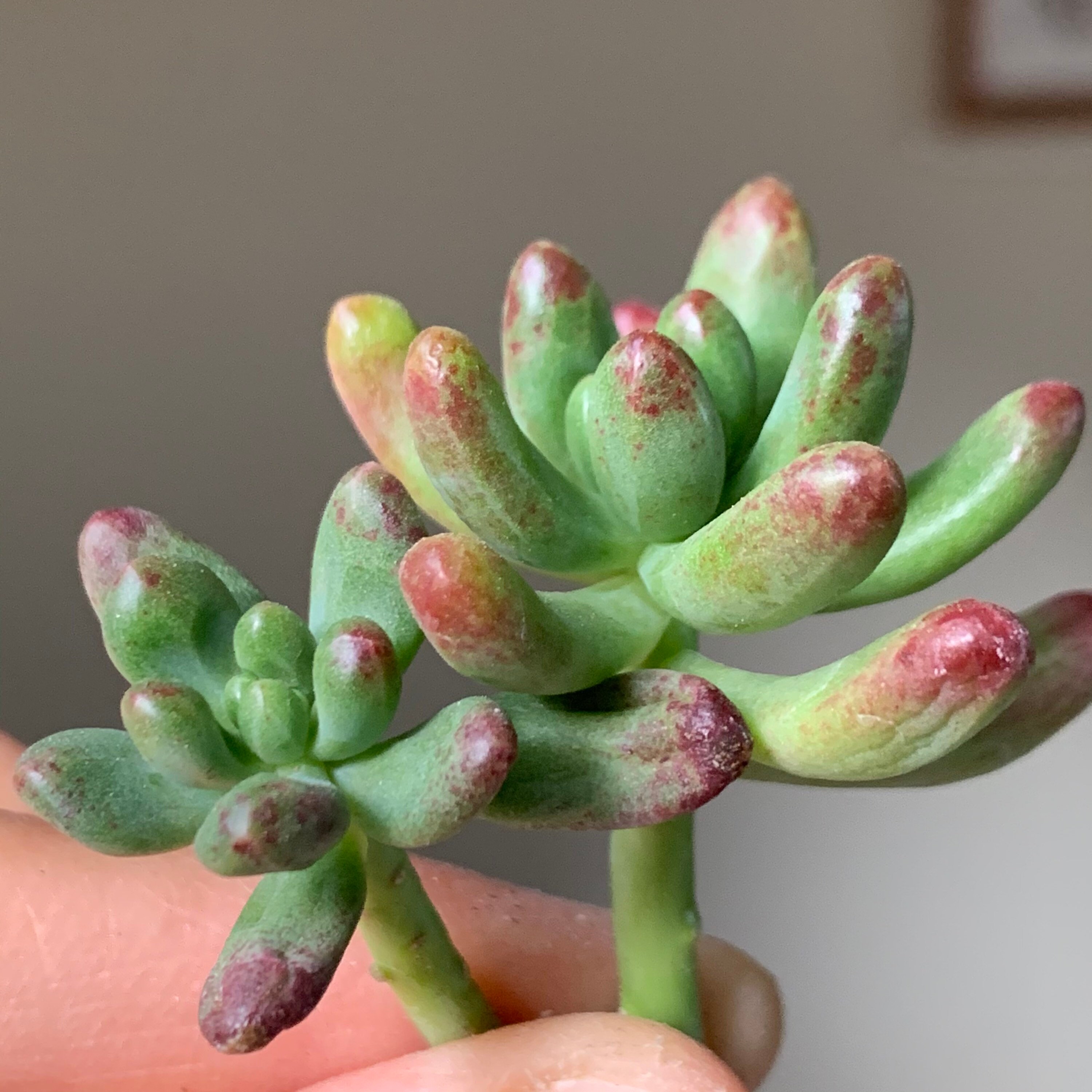Sedum Pachyphyllum Salsa Succulent Plant | Etsy