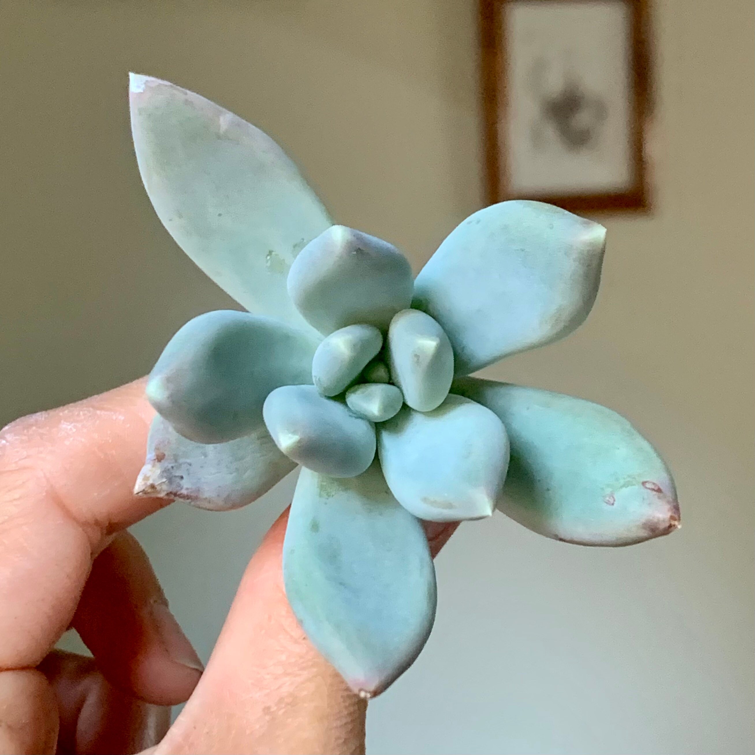 Pachyphytum Moon Silver Succulent Plant Cutting | Etsy