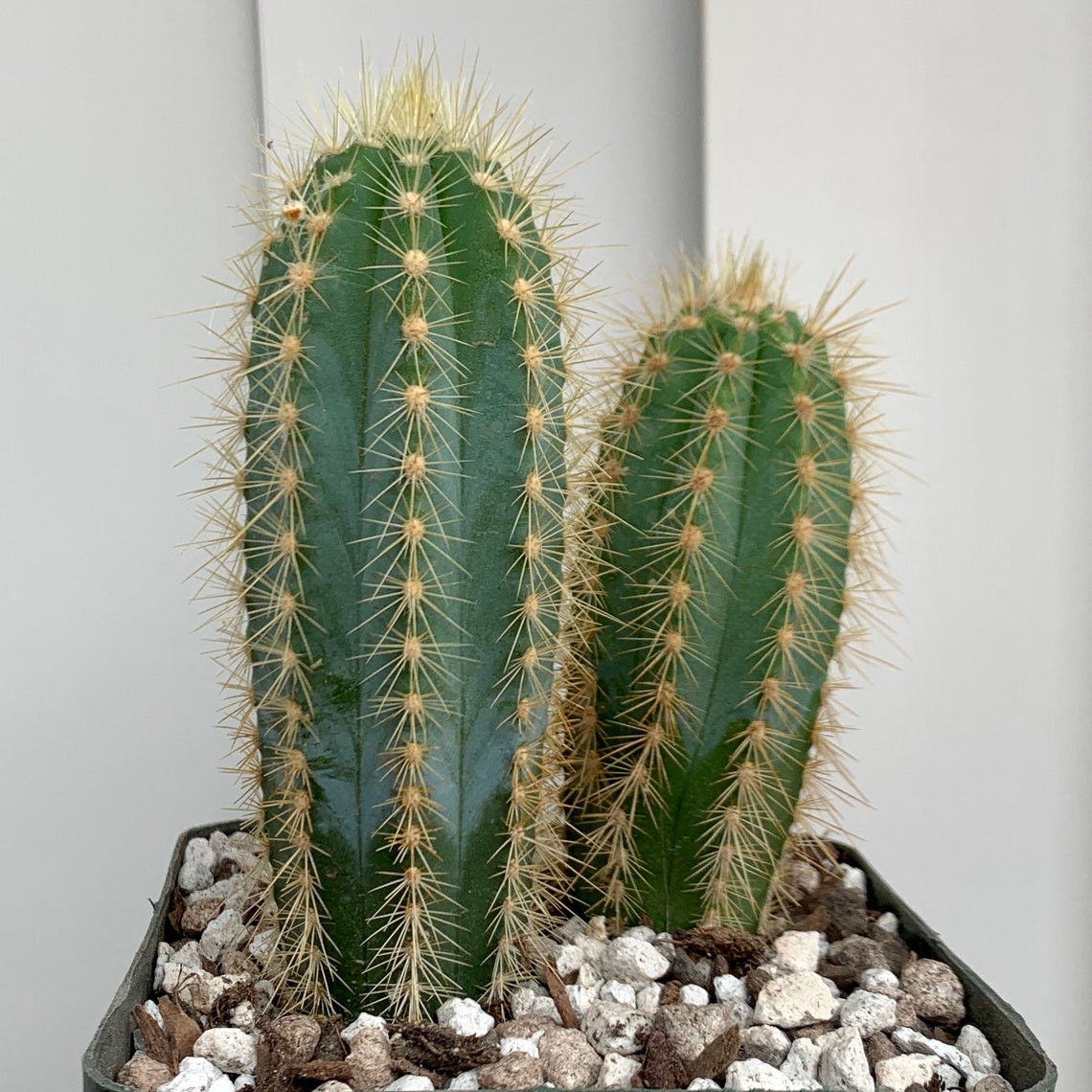 Pilocereus Azureus 'Blue Torch/Columnar Cactus' Duo | Etsy