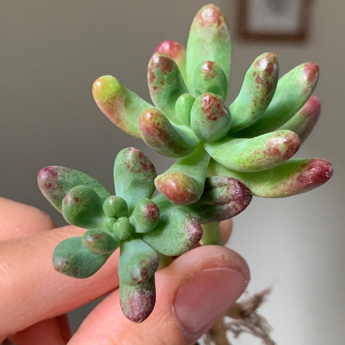Sedum Pachyphyllum Salsa Succulent Plant | Etsy