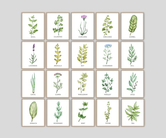 Farmhouse Decor kitchen wall art Botanical print download Herb prints set of 6