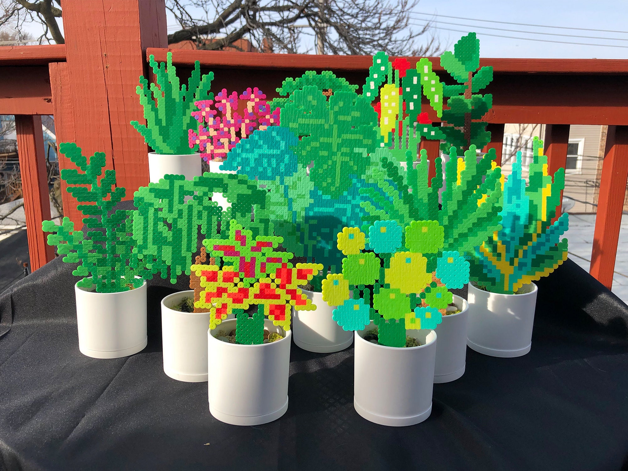 Plant Coleus Pilea Oxalis Begonia Bonsai Aloe Palm Yucca ZZ